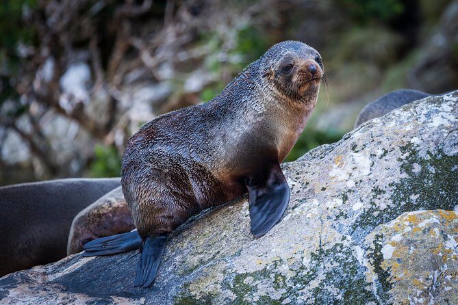 2-Hour Milford Sound Scenic Cruise - On Board Comfort: Free Tea, Coffee, and What to Bring