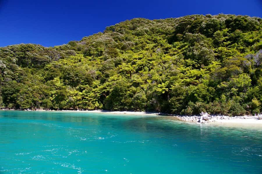 Abel Tasman National Full Park Scenic Cruise - Wildlife checklist: NZ fur seals, plus possible dolphins and penguins
