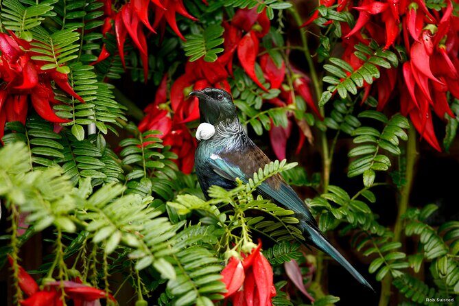 Afternoon Piha Beach and Rainforest Tour from Auckland - Key Things You Should Know Before You Go
