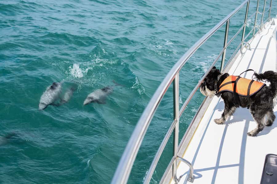 Akaroa: Dolphin Nature Cruise - Key highlights that make this Akaroa dolphin cruise worth your time
