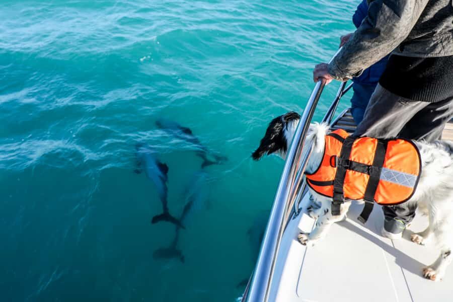 Akaroa: Dolphin Nature Cruise - Planning your Akaroa day: timing, warmth, and getting there