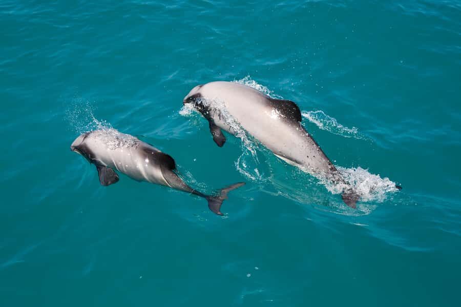 Akaroa: Dolphin Nature Cruise - Why Akaroa Harbour is built for dolphin spotting