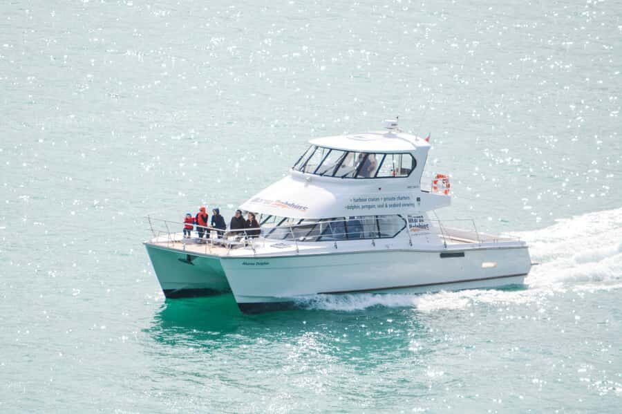 Akaroa: Dolphin Nature Cruise - How the dolphin-spotting dogs change the vibe on board