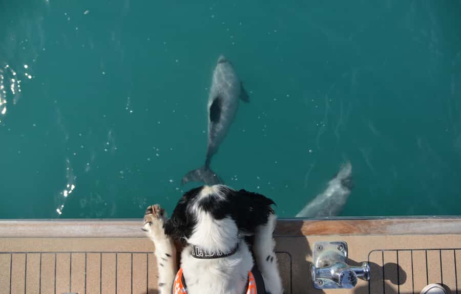 Akaroa: Dolphin Nature Cruise - When (and how) dolphin sightings are handled