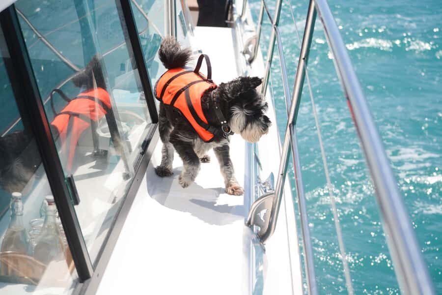 Akaroa: Dolphin Nature Cruise - Price and value: is $77 for 2 hours a good deal?