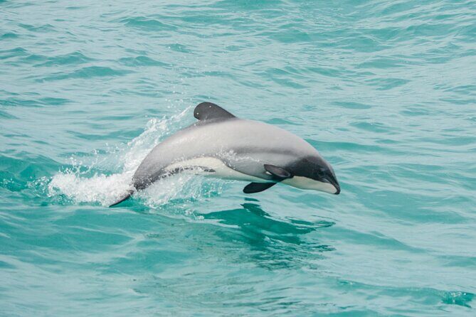 Akaroa Dolphins ~ Harbour Nature Cruise - Key things to know before you go