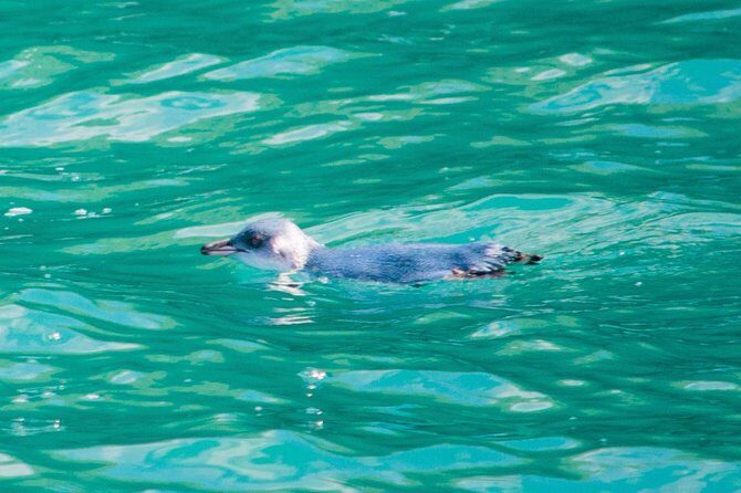 Akaroa Dolphins ~ Harbour Nature Cruise - Conservation rules that protect the experience