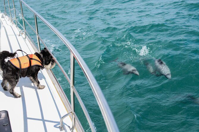 Akaroa Dolphins ~ Harbour Nature Cruise - The 2-hour plan: Lighthouse, Akaroa views, and Banks Peninsula angles