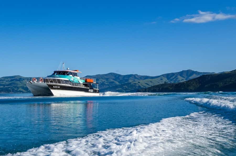 Akaroa Harbour 2-Hour Dolphin Nature Cruise - The Wildlife Part: Hector’s Dolphins, Seals, Penguins, and Seabirds