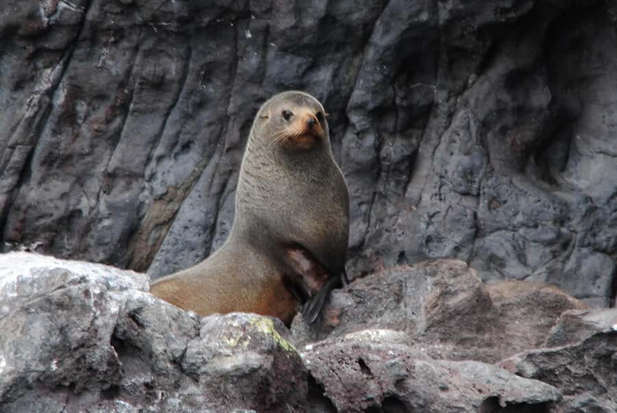 Akaroa Harbour 2-Hour Dolphin Nature Cruise - Who This Cruise Fits Best (and Who Might Want Something Else)