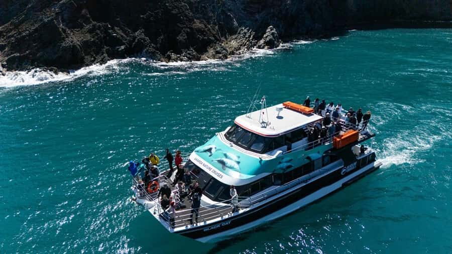 Akaroa Harbour 2-Hour Dolphin Nature Cruise - Weather and Timing: The Real-Life Factor You Can’t Control