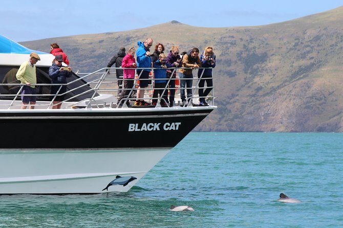 Akaroa Harbour Nature Cruise - Akaroa Harbour in 2 hours: the feel of the cruise
