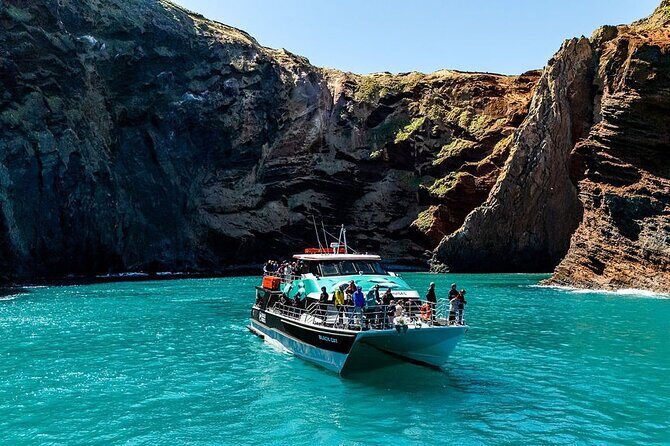 Akaroa Harbour Nature Cruise - Wildlife you can reasonably hope to see