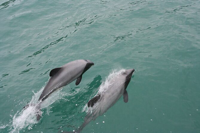 Akaroa Harbour Nature Cruise - Where the cruise route really shines: cliffs and sea caves