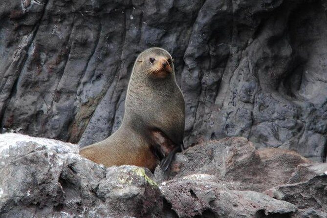 Akaroa Harbour Nature Cruise - Price and value: is $77.57 worth it?