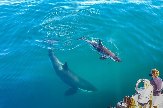 Auckland Dolphin and Whale Watching Eco-Safari Cruise - Key highlights worth your attention