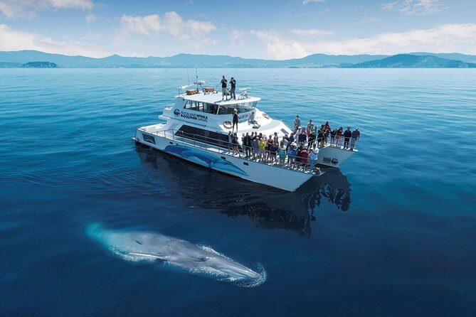 Auckland Dolphin and Whale Watching Eco-Safari Cruise - The Hauraki Gulf Marine Park: where the spotting happens