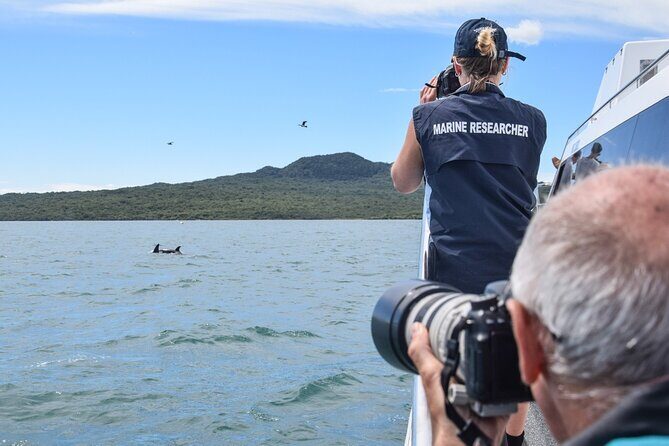 Auckland Dolphin and Whale Watching Eco-Safari Cruise - Dolphins, whales, penguins, and birds: what you should realistically expect