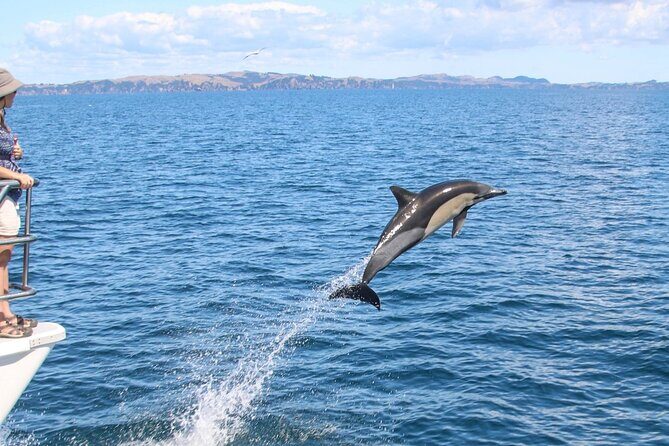 Auckland Dolphin and Whale Watching Eco-Safari Cruise - Onboard comfort: staying warm, seeing well, and not missing the commentary