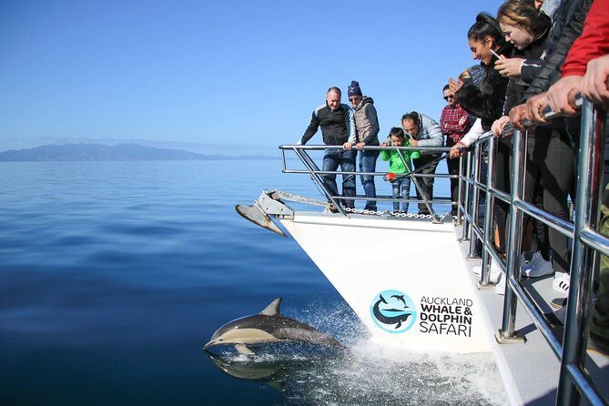 Auckland Dolphin and Whale Watching Eco-Safari Cruise - Your route through Auckland’s island world (and what each stop adds)