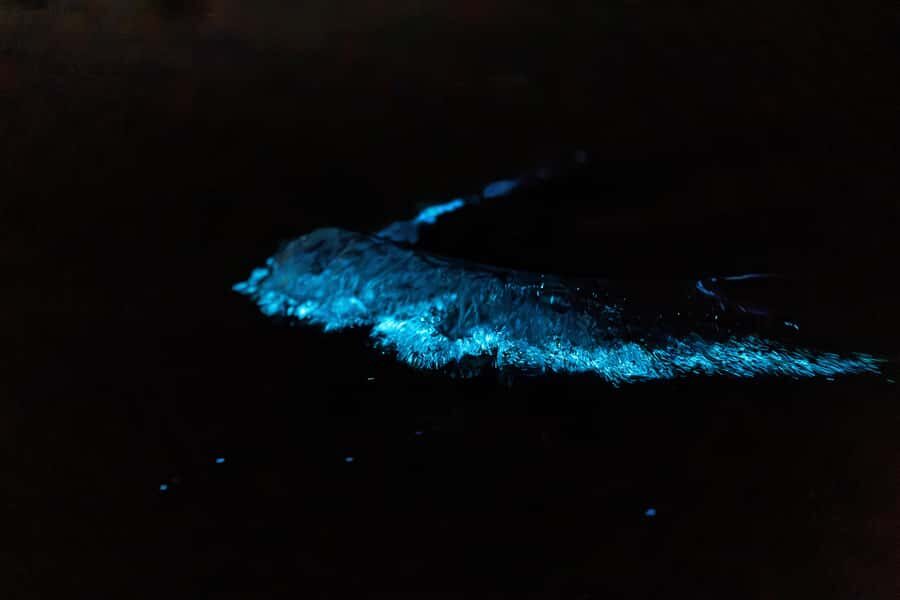 Auckland: Night Kayak Tour in Glowing Bioluminescent Waters - Price and value: is $56 a fair deal for Auckland at night?