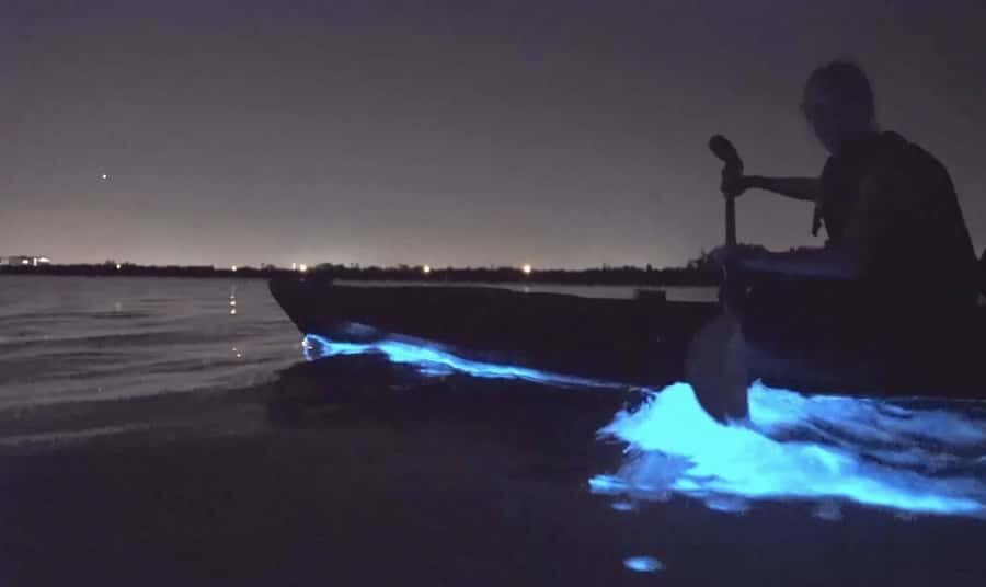 Auckland: Night Kayak Tour in Glowing Bioluminescent Waters - Auckland Sea Sparkle on a kayak: what you’re actually seeing