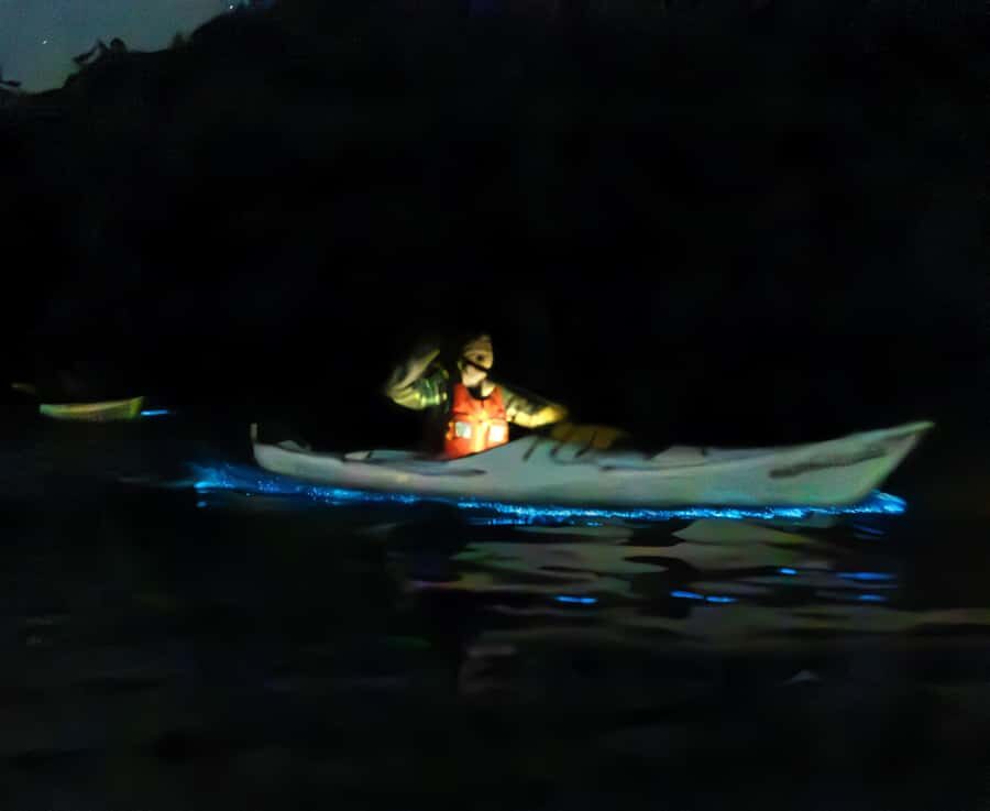 Auckland: Night Kayak Tour in Glowing Bioluminescent Waters - Moon phases and low light: why scheduling improves the glow