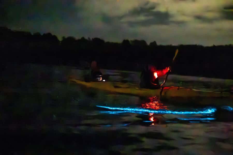 Auckland: Night Kayak Tour in Glowing Bioluminescent Waters - The science talk: how guides make Marine Aurora make sense