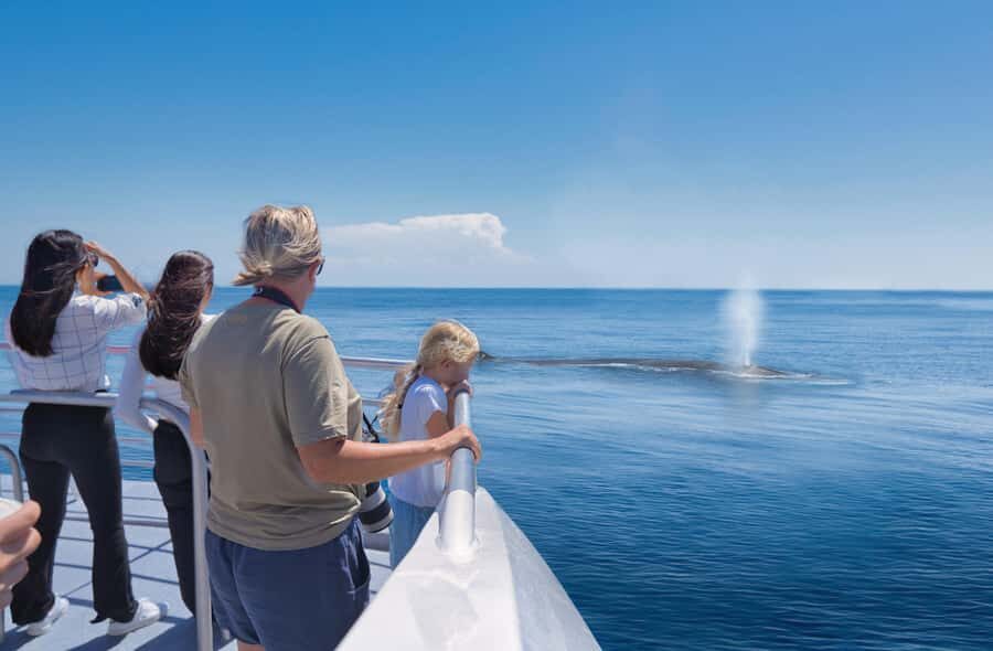Auckland: Tikapa Moana Whales, Dolphins and Islands Cruise - From Auckland’s Viaduct Harbour to the Hauraki Gulf