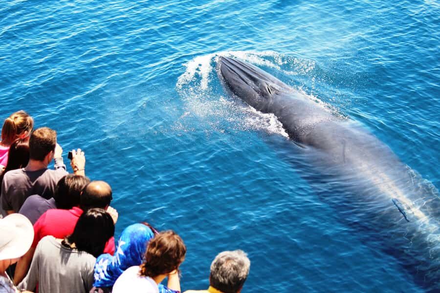 Auckland: Whale and Dolphin Watching Half-Day Eco Cruise - The Hauraki Gulf Is a Big-Visibility Whale-Watching Playground