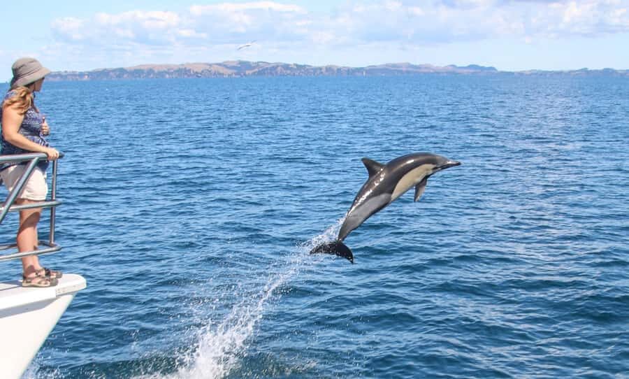 Auckland: Whale and Dolphin Watching Half-Day Eco Cruise - The Ride Out: Rangitoto Island and North Head/Devonport on the Way to Wildlife
