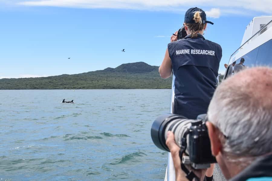 Auckland: Whale and Dolphin Watching Half-Day Eco Cruise - Hunting Orcas and Dolphins: How the Boat Gets You Close