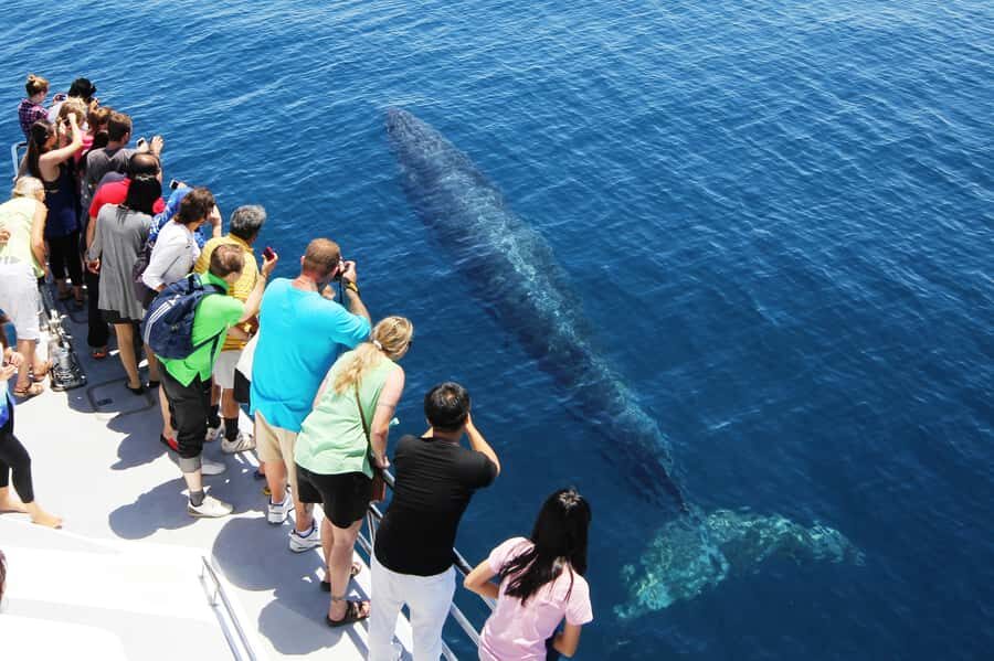 Auckland: Whale and Dolphin Watching Half-Day Eco Cruise - The Second Cruise Offer: A Real Safety Net for Sightings