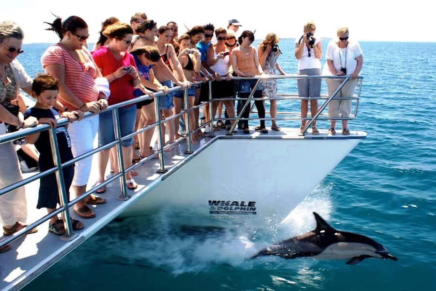 Auckland: Whale and Dolphin Watching Half-Day Eco Cruise - Comfort and Clothing: Your 4.5 Hours on the Water