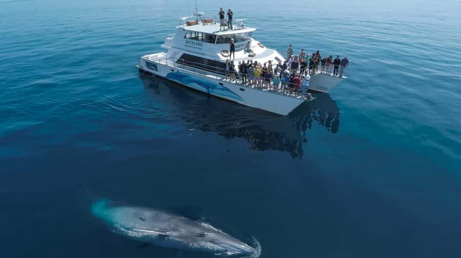 Auckland: Whale and Dolphin Watching Half-Day Eco Cruise - Boarding at Eastern Viaduct: Fast Check-In, Real-City Views