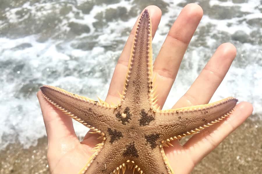 Bay of Islands: 4.5 Hour Day Cruise and Island Getaway Tour - Who this tour suits best (and who might want to think twice)