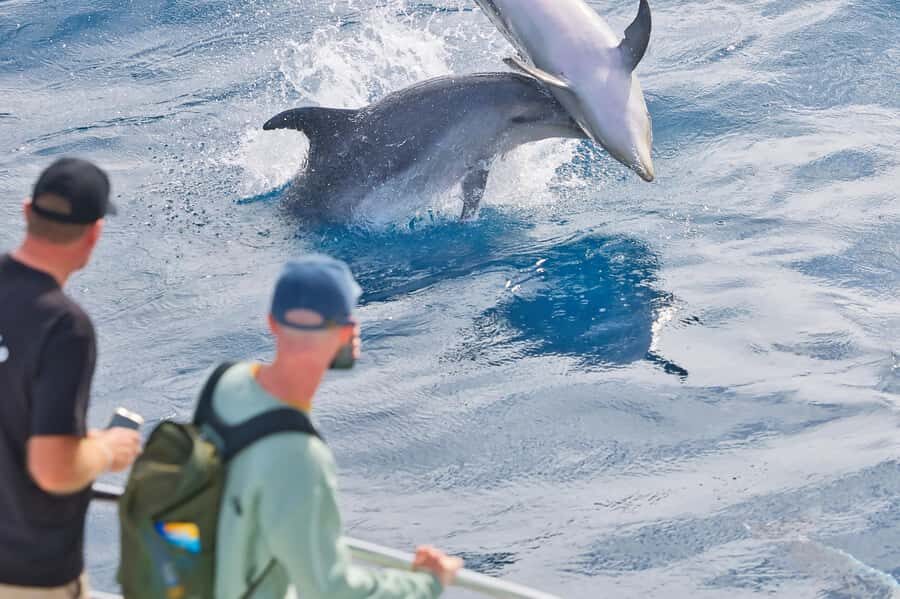 Bay of Islands: Discover the Bay Cruise with Island Lunch - Bay of Islands Cruise Value: What your money buys