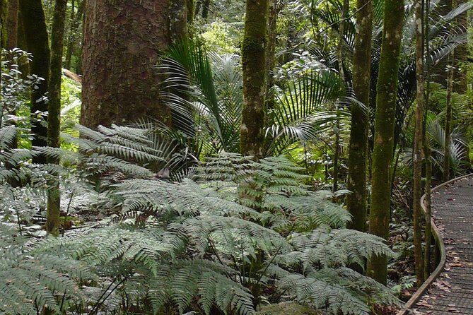 Bay of Islands Glow Worm Caves & Scenic Shore Excursion - Price and logistics: what $139.63 really buys you