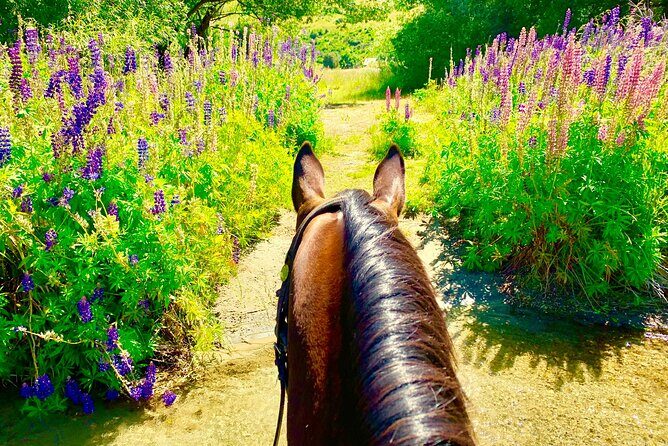 Cardrona High Country Pub Trail Horse Trek (Intermediate level+) - The Cardrona Hotel drink stop: a real break, not a gimmick