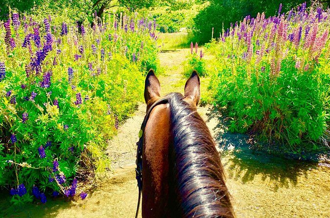 Cardrona High Country Pub Trail Horse Trek (Intermediate level+) - What to pack for Wanaka high-country weather (and sun)