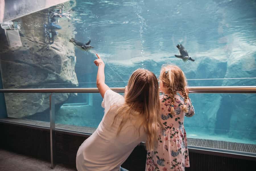 Christchurch International Antarctic Centre Entry Tickets - The Antarctic Centre at Orchard Road: What Your Ticket Buys