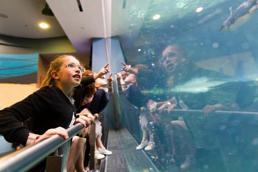 Christchurch International Antarctic Centre Entry Tickets - Husky Zone: A Dog Meeting That Feels Like Part of the Story