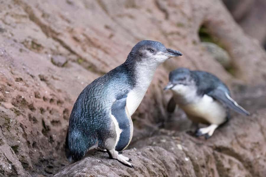Christchurch International Antarctic Centre Entry Tickets - The 4D Ice Voyage Theatre: Expect Seat Motion and Water Spray