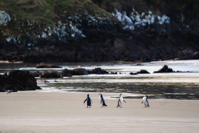 Clearwater Wildlife Tours (small group 10max) Otago Peninsula - Key things to know before you go