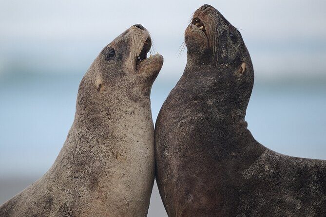Clearwater Wildlife Tours (small group 10max) Otago Peninsula - Otago Peninsula wildlife, from Cape Saunders farm to the penguin reserve