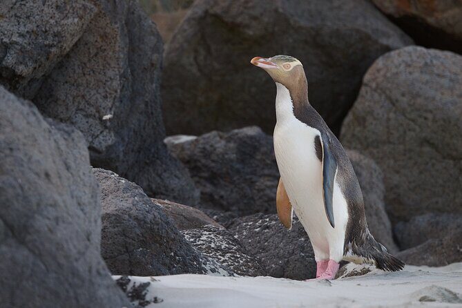 Clearwater Wildlife Tours (small group 10max) Otago Peninsula - The included kit makes a real difference on the Otago coast