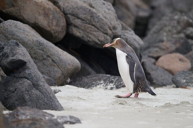 Clearwater Wildlife Tours (small group 10max) Otago Peninsula - Stop 1: Cape Saunders farm, seals, and sea birds with Pacific views