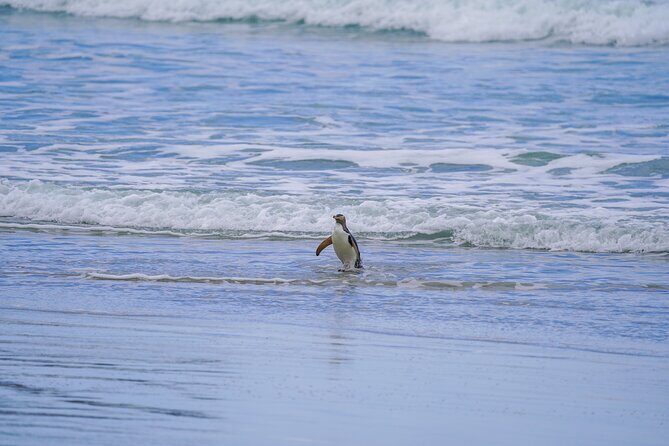 Clearwater Wildlife Tours (small group 10max) Otago Peninsula - Stop 2: the native conservation reserve for yellow-eyed penguins and sea lions