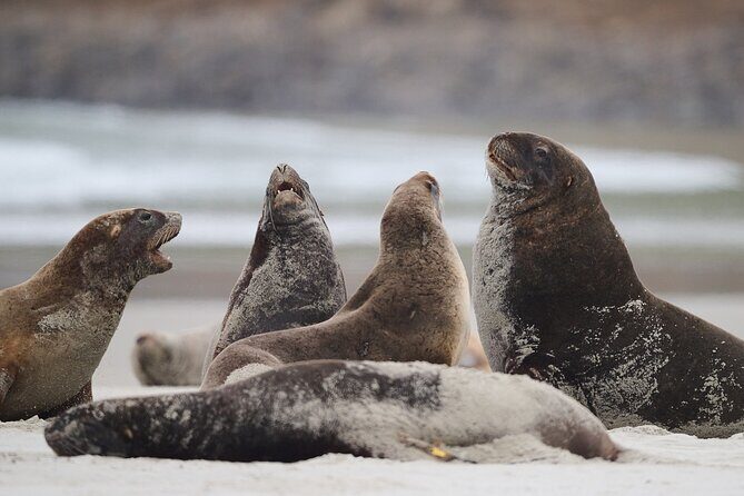 Clearwater Wildlife Tours (small group 10max) Otago Peninsula - Price and value: why $139.63 can feel fair here