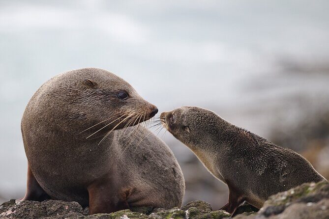 Clearwater Wildlife Tours (small group 10max) Otago Peninsula - A 4-hour half-day that actually fits a sightseeing schedule